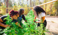 Black farmers denied loans teach each other how to make money growing hemp