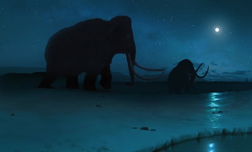 An illustration of woolly mammoths crossing the Arctic tundra.