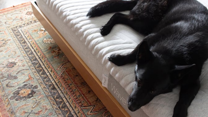 Dog laying on Casper Wave Hybrid Mattress