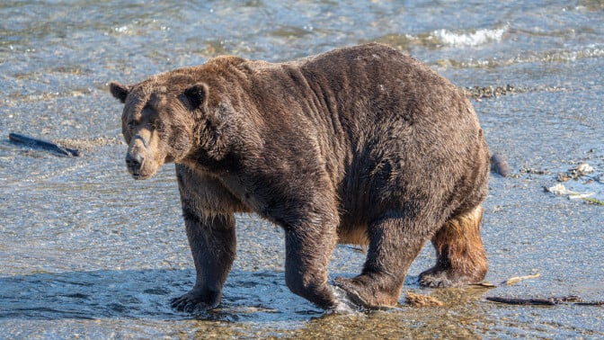 Bear 32, known as "Chunk," attacked a cub in a river at Katmai National Park and Preserve.