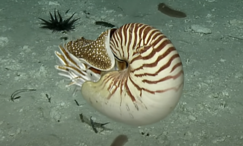 Rare footage of a nautilus recently filmed in the south Pacific Ocean.