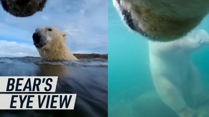 A split screen image shows the POV of two polar bears swimming together, with their heads above the surface (left), and submerged underwater (right)