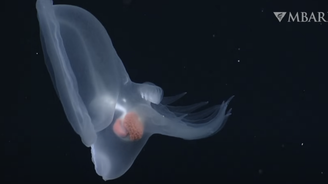 It took 150 sightings over 20 years and genetic testing to identify this new deep sea species.